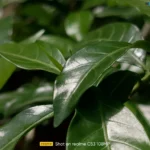 موبايل realme c53: سعر تليفون ريلمي سي 53 - ريلمي c53 24 realme C53 Review Camera Samples 16
