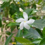 موبايل realme c53: سعر تليفون ريلمي سي 53 - ريلمي c53 15 realme C53 Review Camera Samples 17