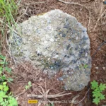 موبايل realme c53: سعر تليفون ريلمي سي 53 - ريلمي c53 12 realme C53 Review Camera Samples 19