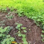 موبايل realme c53: سعر تليفون ريلمي سي 53 - ريلمي c53 19 realme C53 Review Camera Samples 20