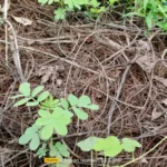 موبايل realme c53: سعر تليفون ريلمي سي 53 - ريلمي c53 18 realme C53 Review Camera Samples 21