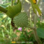 موبايل realme c53: سعر تليفون ريلمي سي 53 - ريلمي c53 11 realme C53 Review Camera Samples 22