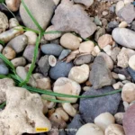 موبايل realme c53: سعر تليفون ريلمي سي 53 - ريلمي c53 6 realme C53 Review Camera Samples 25