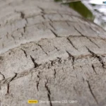 موبايل realme c53: سعر تليفون ريلمي سي 53 - ريلمي c53 10 realme C53 Review Camera Samples 3