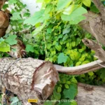 موبايل realme c53: سعر تليفون ريلمي سي 53 - ريلمي c53 9 realme C53 Review Camera Samples 4