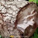 موبايل realme c53: سعر تليفون ريلمي سي 53 - ريلمي c53 8 realme C53 Review Camera Samples 5