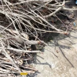 موبايل realme c53: سعر تليفون ريلمي سي 53 - ريلمي c53 23 realme C53 Review Camera Samples 6