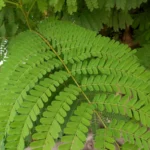 موبايل realme c53: سعر تليفون ريلمي سي 53 - ريلمي c53 17 realme C53 Review Camera Samples 8