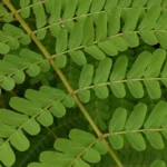 موبايل realme c53: سعر تليفون ريلمي سي 53 - ريلمي c53 22 realme C53 Review Camera Samples 9