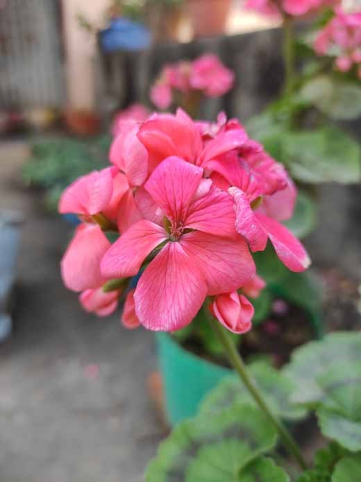 سعر infinix zero 8 - مواصفات Infinix Zero 8 - مميزات و عيوب انفنكس زيرو 8 9 1الصور الرئيسية infinix zero 8