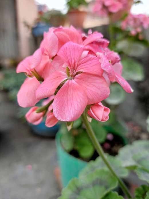 سعر infinix zero 8 - مواصفات Infinix Zero 8 - مميزات و عيوب انفنكس زيرو 8 10 الصور الرئيسية infinix zero 8